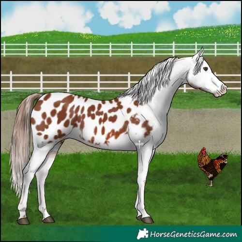 Horse Color:Chestnut Blanket 