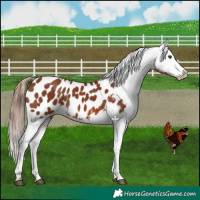 Horse Color:Chestnut Appaloosa 
