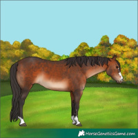 Horse Color:Brown 