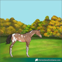 Horse Color:White Spotted Sable Champagne Tobiano 