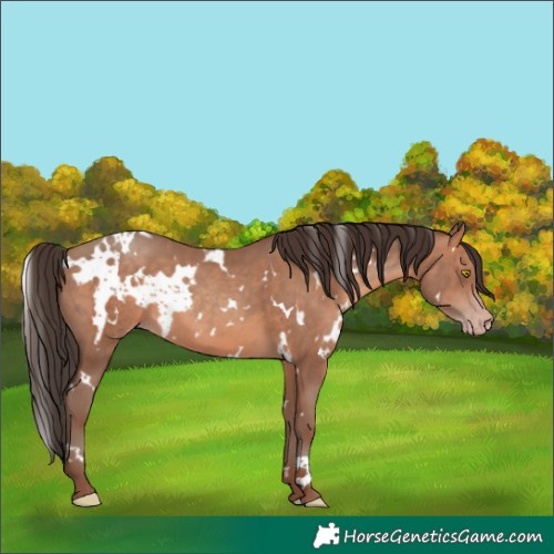 Horse Color:White Spotted Sable Champagne
