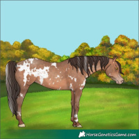 Horse Color:White Spotted Sable Champagne 
