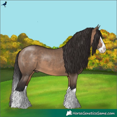 Horse Color:Brown Dun Splash