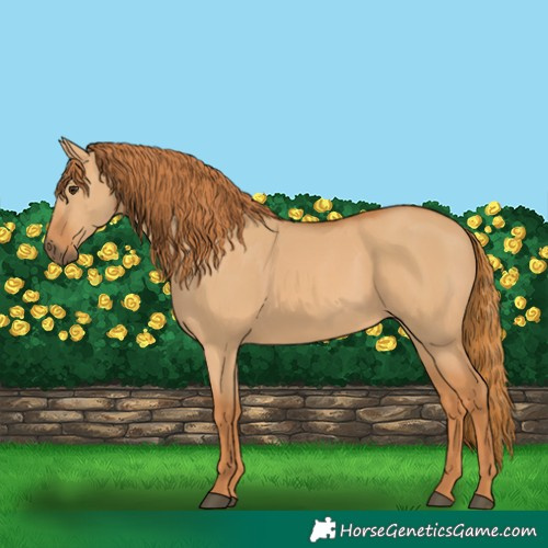Horse Color:Red Dun 