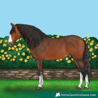 Horse Color:Bay 