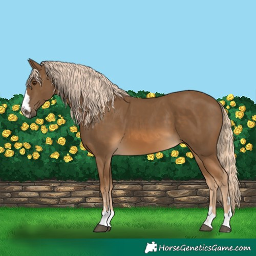 Horse Color:Chocolate Palomino 