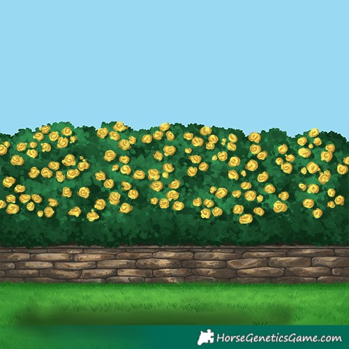 Horse Color:Gray Black Tobiano 