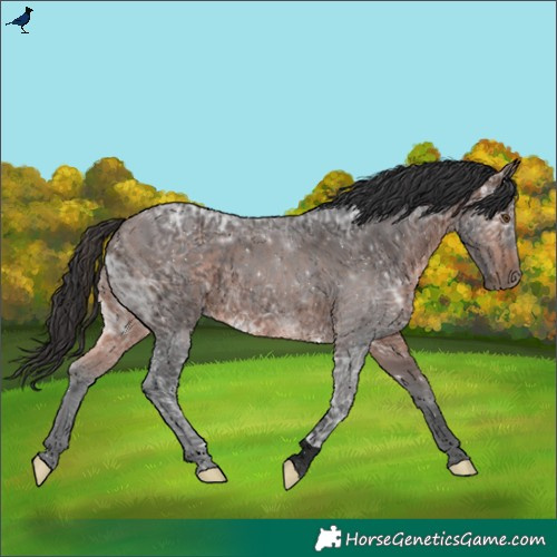 Horse Color:Void Brown Ice Rabicano