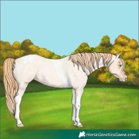 Horse Color:Gold Champagne Roan Dun Splash Tobiano Frame Appaloosa Rabicano 