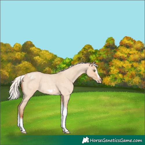 Horse Color:Silver Amber Champagne Roan Dun Splash Tobiano Frame Varnish Rabicano