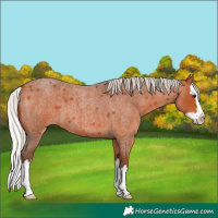 Horse Color:Silver Bay Roan Splash
