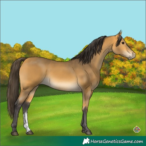 Horse Color:Buckskin Sabino