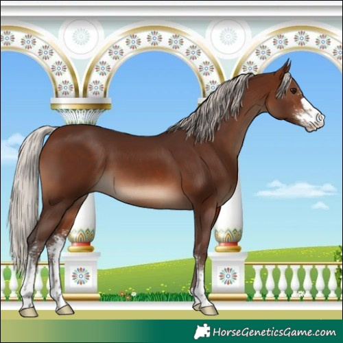Horse Color:Silver Brown Sabino