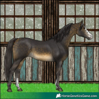 Horse Color:Buckskin Sabino 