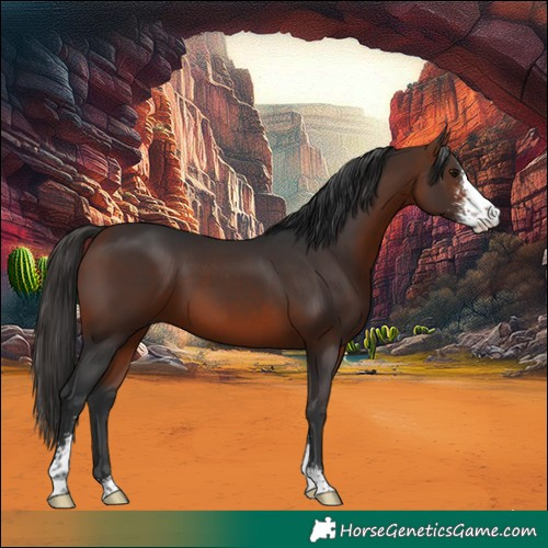 Horse Color:Bay Sabino 