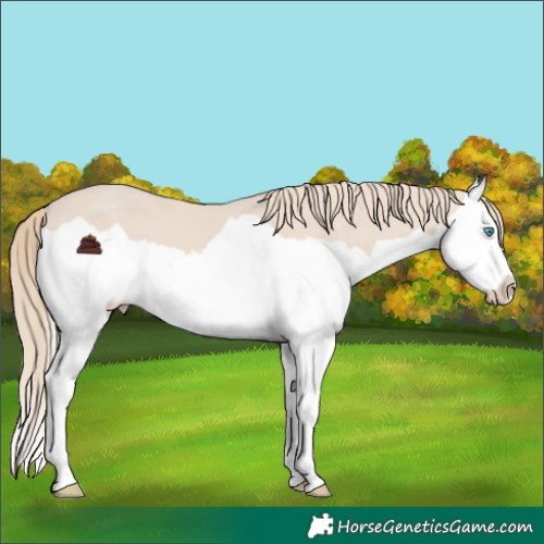 Horse Color:Chocolate Smoky Creme Splash 