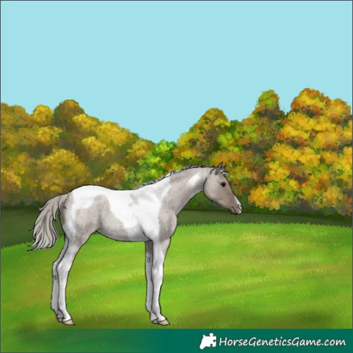 Horse Color:Silver Grullo Roan Tobiano 