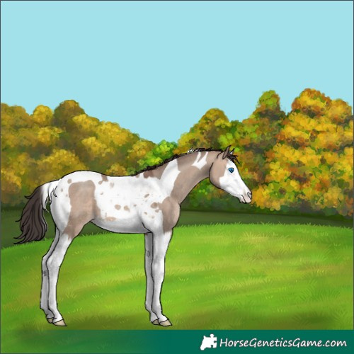 Horse Color:Sable Champagne Dun Splash Tobiano 
