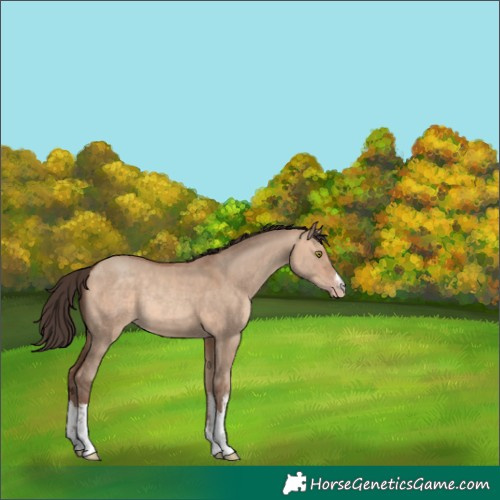 Horse Color:White Spotted Amber Champagne Dun Rabicano 
