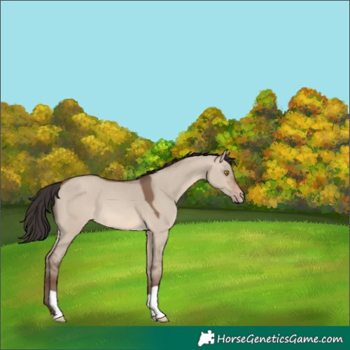 Horse Color:Sable Champagne Dun 