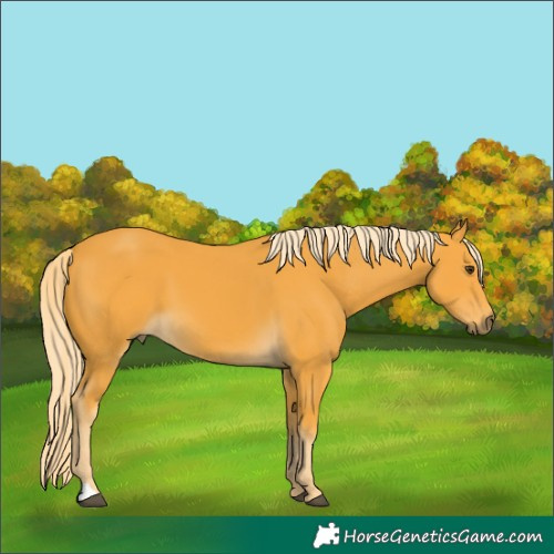 Horse Color:Palomino 