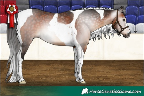 Horse Color:Gray Bay Tobiano 