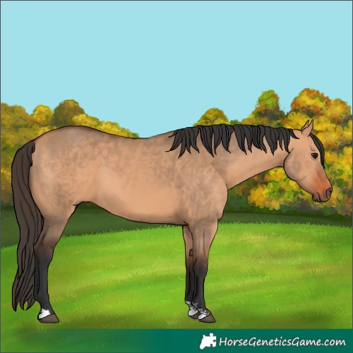 Horse Color:Bay Dun Sabino 