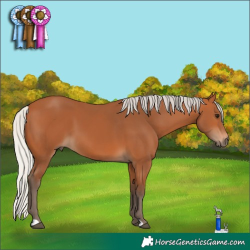 Horse Color:Silver Bay 