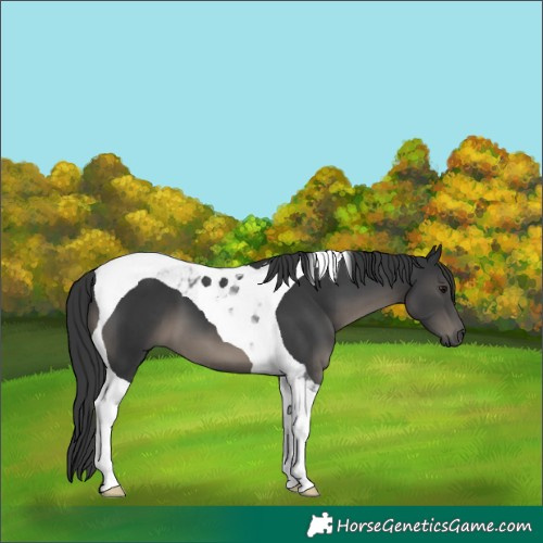Horse Color:Black Tobiano 