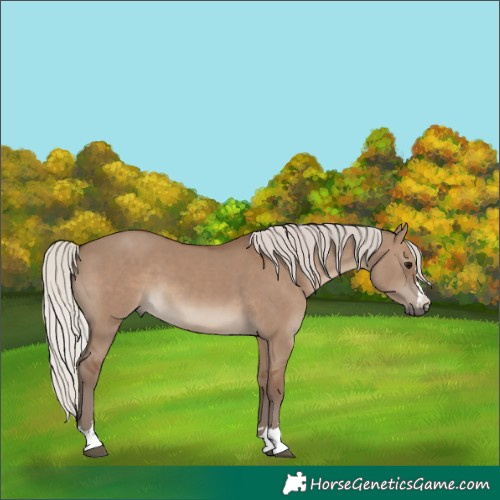 Horse Color:Silver Grullo 