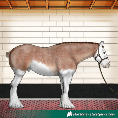 Horse Color:Red Roan Splash 