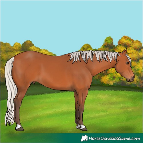 Horse Color:Silver Bay 