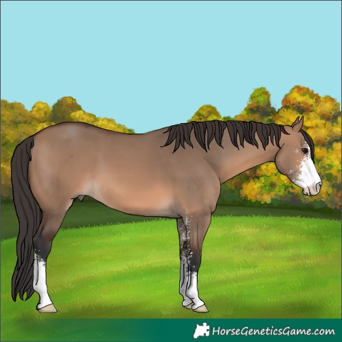 Horse Color:Brown Dun Sabino 