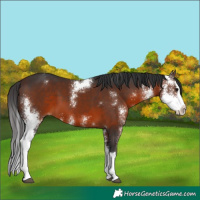 Horse Color:Brown Sabino Splash