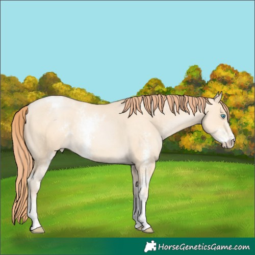 Horse Color:Amber Cream Champagne Pearl Sabino Varnish 