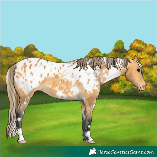 Horse Color:White Spotted Buckskin Blanket 