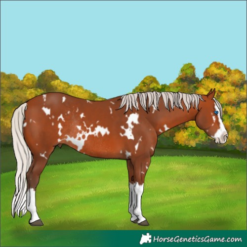 Horse Color:White Spotted Silver Bay Splash Rabicano 