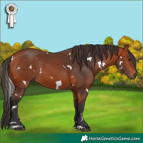 Horse Color:White Spotted Bay 