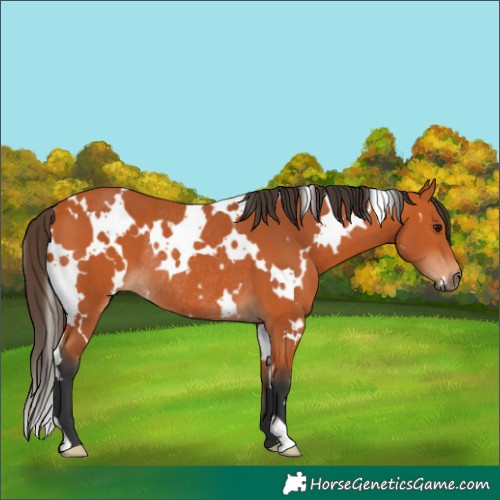 Horse Color:White Spotted Bay Rabicano 
