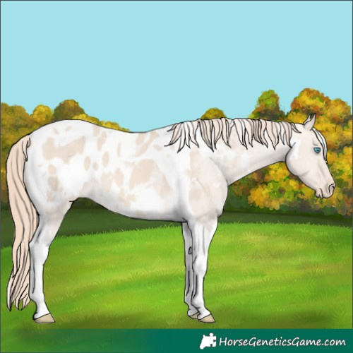 Horse Color:White Spotted Perlino Dun Tobiano Blanket 