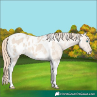 Horse Color:White Spotted Perlino Dun Tobiano Blanket