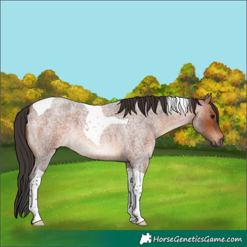 Horse Color:Bay Roan Tobiano 