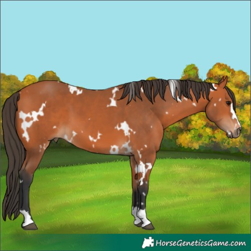 Horse Color:White Spotted Bay 