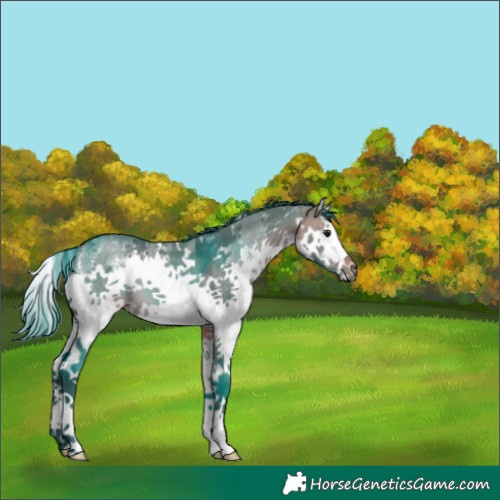 Horse Color:Watercolor Brown Dun Sabino Splash 