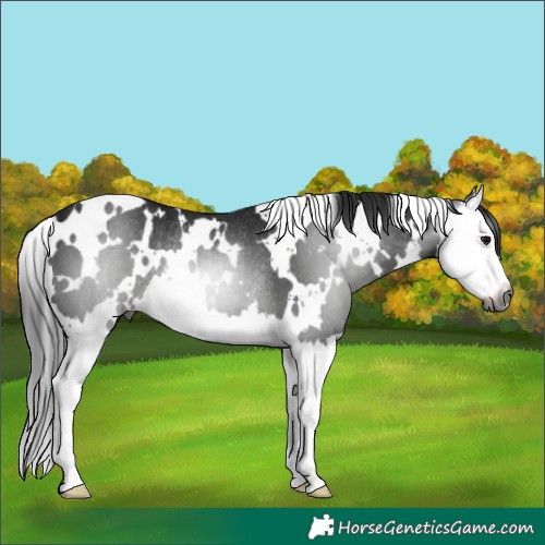 Horse Color:Gray White Spotted Black Splash Rabicano 