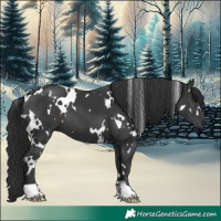 Horse Color:White Spotted Black 