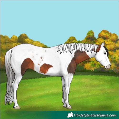 Horse Color:Brown Splash Tobiano 