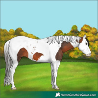 Horse Color:Brown Splash Tobiano