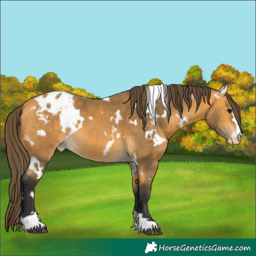 Horse Color:White Spotted Buckskin Varnish 