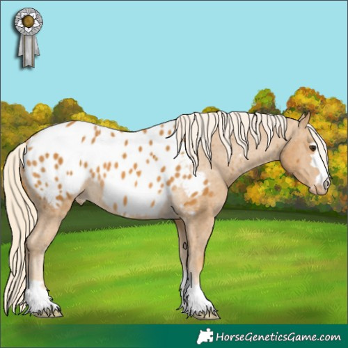 Horse Color:Palomino Appaloosa 